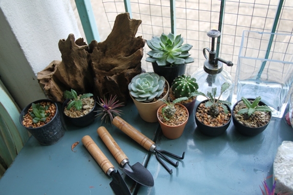 teraarium สวนขวดแก้ว