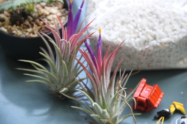 teraarium สวนขวดแก้ว