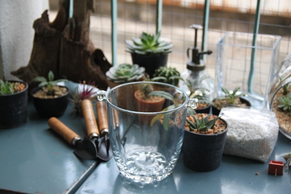 teraarium สวนขวดแก้ว