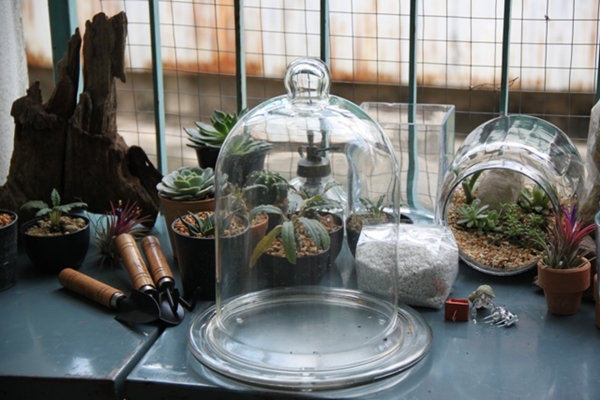 teraarium สวนขวดแก้ว