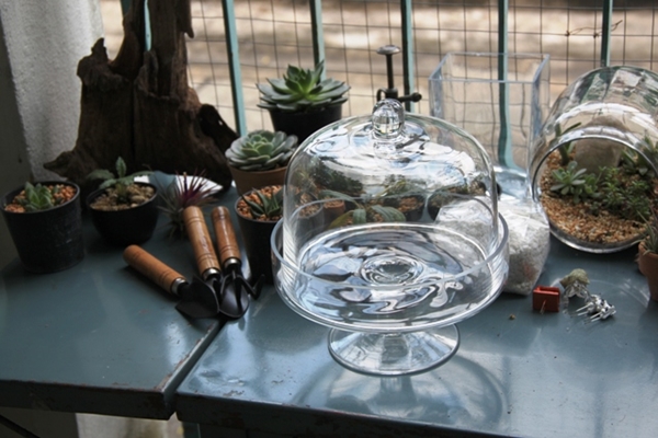 teraarium สวนขวดแก้ว