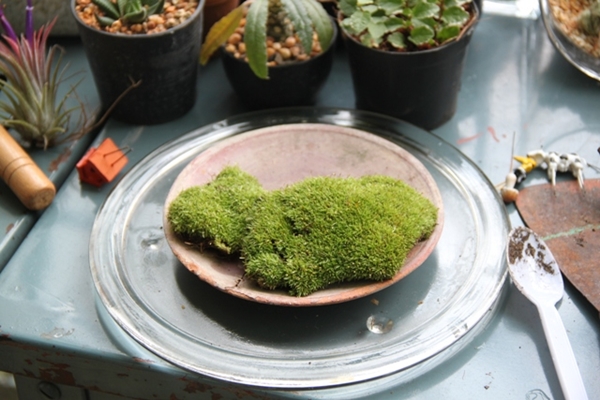 teraarium สวนขวดแก้ว