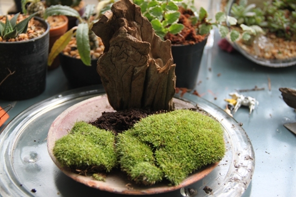 teraarium สวนขวดแก้ว