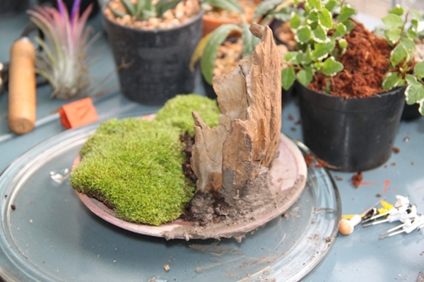 teraarium สวนขวดแก้ว