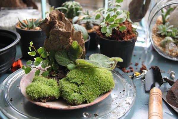 teraarium สวนขวดแก้ว