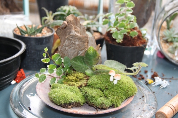 teraarium สวนขวดแก้ว