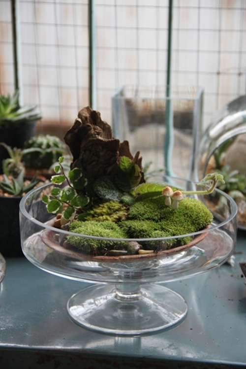 teraarium สวนขวดแก้ว