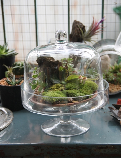 teraarium สวนขวดแก้ว