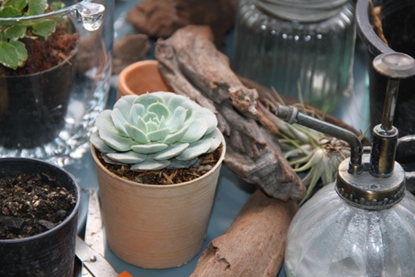 teraarium สวนขวดแก้ว