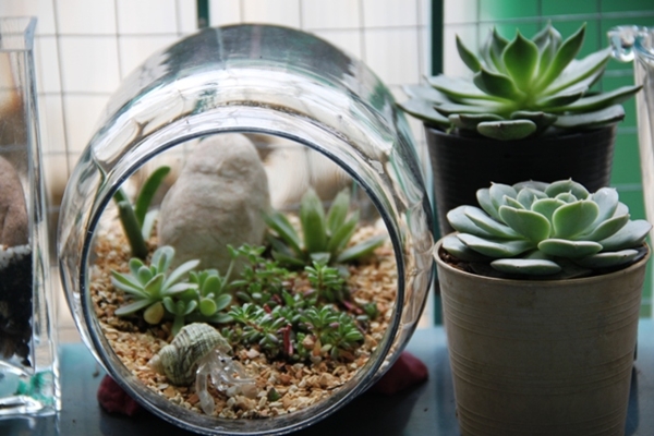 teraarium สวนขวดแก้ว
