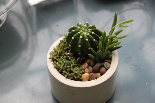 teraarium สวนขวดแก้ว