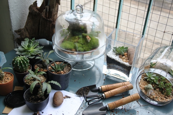teraarium สวนขวดแก้ว