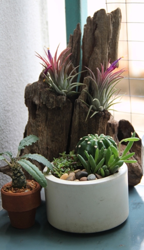 teraarium สวนขวดแก้ว