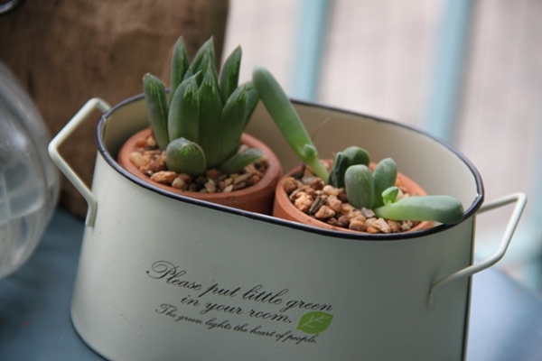 teraarium สวนขวดแก้ว