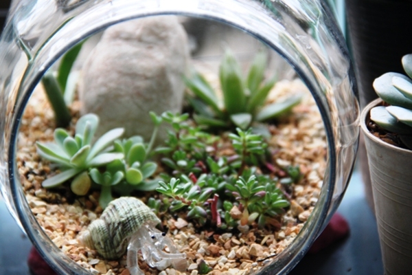 teraarium สวนขวดแก้ว