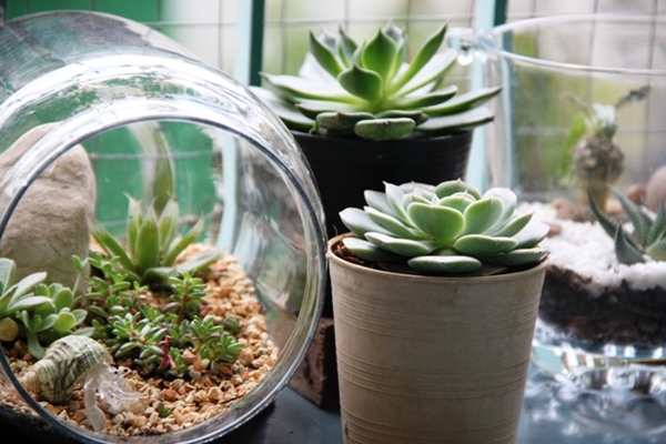 teraarium สวนขวดแก้ว