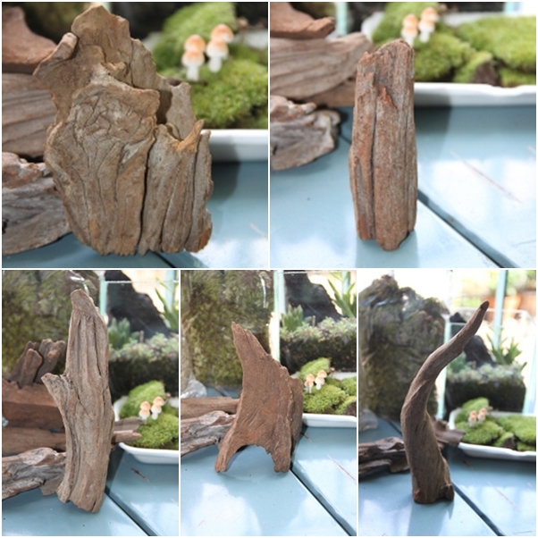 teraarium สวนขวดแก้ว