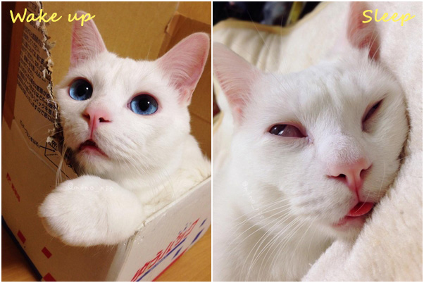 เซตสึจัง แมว 2 หน้า ตอนตื่นก็น่ารัก แต่ตอนหลับนี่สิ..