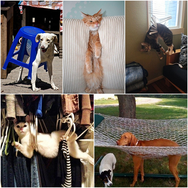 20 ภาพขำ ๆ เมื่อหมา-แมว ทะเลาะกับเฟอร์นิเจอร์