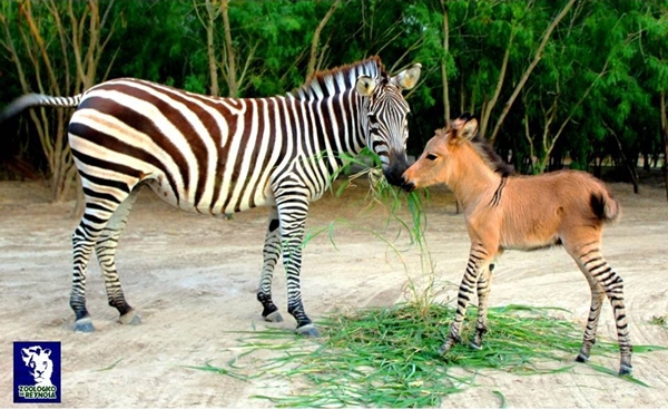 คุมบ้า khumba ซองกี้ พันธุ์หายาก ม้าลายผสมกับลา