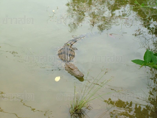 แม่ชีลงเก็บผักบุ้งในบ่อน้ำ โดนจระเข้งับขา เย็บ 20 เข็ม