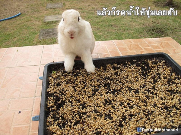 น้องหมอก ชวนปลูกต้นข้าวสาลี อาหารกระต่ายปลอดสารพิษ