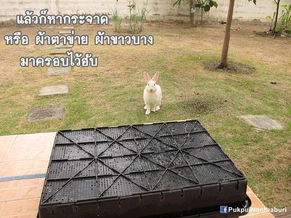 น้องหมอก ชวนปลูกต้นข้าวสาลี อาหารกระต่ายปลอดสารพิษ