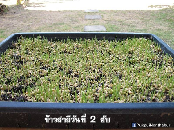 น้องหมอก ชวนปลูกต้นข้าวสาลี อาหารกระต่ายปลอดสารพิษ