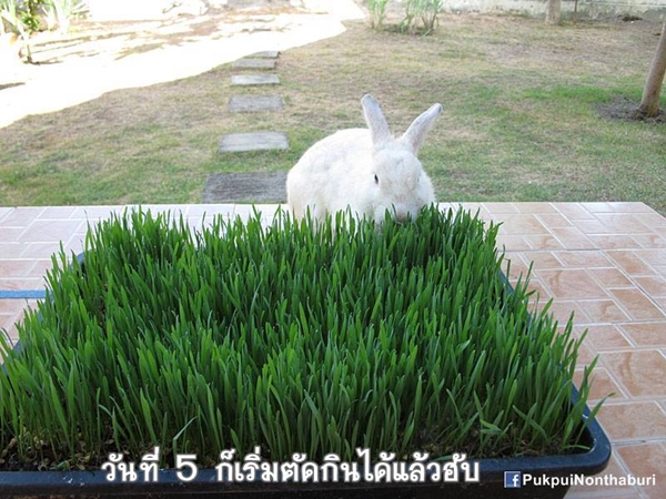 น้องหมอก ชวนปลูกต้นข้าวสาลี อาหารกระต่ายปลอดสารพิษ