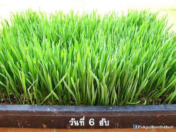 น้องหมอก ชวนปลูกต้นข้าวสาลี อาหารกระต่ายปลอดสารพิษ