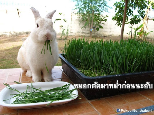 น้องหมอก ชวนปลูกต้นข้าวสาลี อาหารกระต่ายปลอดสารพิษ