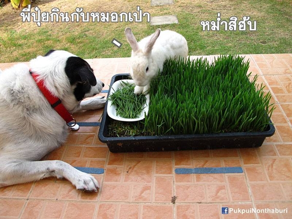 น้องหมอก ชวนปลูกต้นข้าวสาลี อาหารกระต่ายปลอดสารพิษ