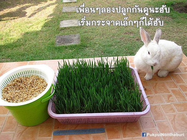 น้องหมอก ชวนปลูกต้นข้าวสาลี อาหารกระต่ายปลอดสารพิษ