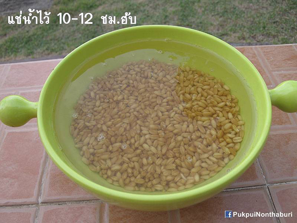 น้องหมอก ชวนปลูกต้นข้าวสาลี อาหารกระต่ายปลอดสารพิษ