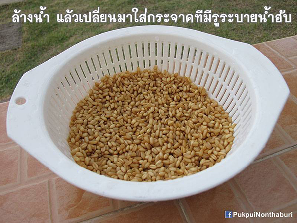 น้องหมอก ชวนปลูกต้นข้าวสาลี อาหารกระต่ายปลอดสารพิษ