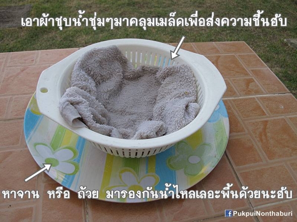 น้องหมอก ชวนปลูกต้นข้าวสาลี อาหารกระต่ายปลอดสารพิษ