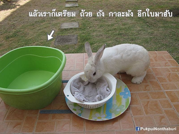 น้องหมอก ชวนปลูกต้นข้าวสาลี อาหารกระต่ายปลอดสารพิษ