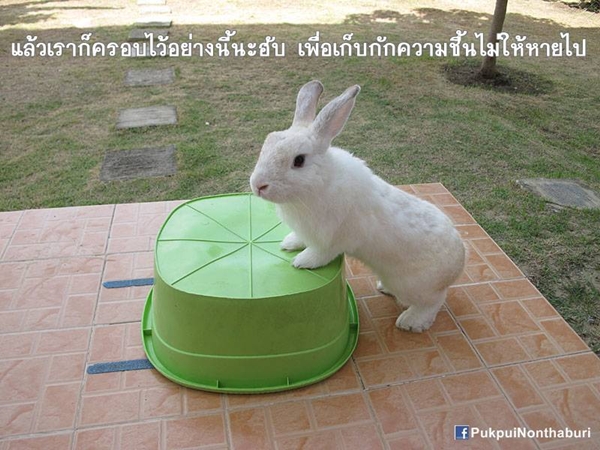 น้องหมอก ชวนปลูกต้นข้าวสาลี อาหารกระต่ายปลอดสารพิษ