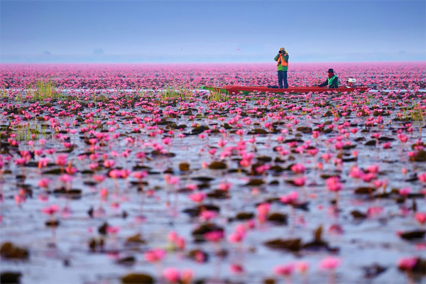 ทะเลบัวแดง หนองหาน กุมภวาปี