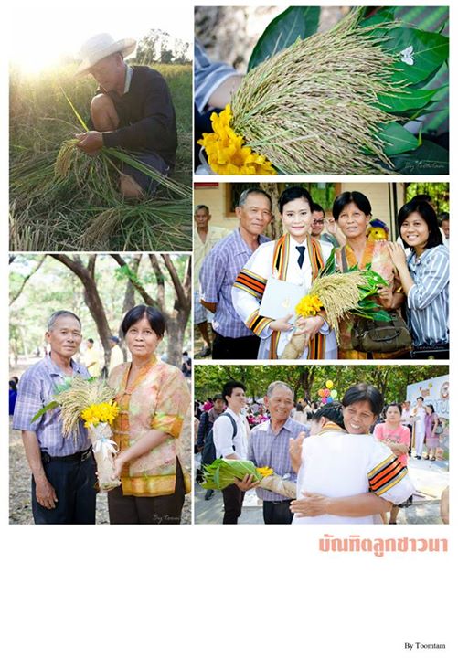มหาบัณฑิตลูกชาวนา รับช่อรวงข้าวจากพ่อแม่ สอนใจไม่ลืมบ้านเกิด