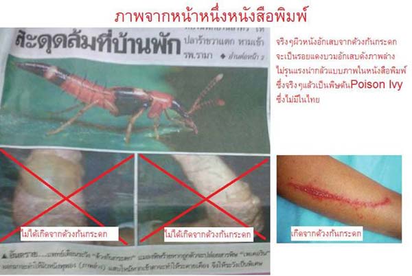  แมลงก้นกระดก 