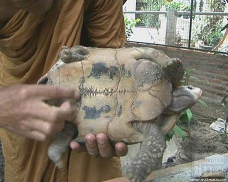 พบเต่าประหลาด มีลายคล้ายหลวงพ่อโตบนกระดอง