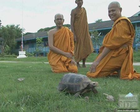 พบเต่าประหลาด มีลายคล้ายหลวงพ่อโตบนกระดอง
