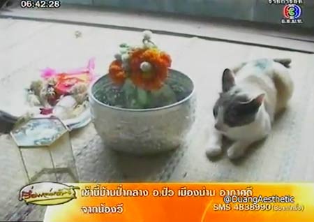 แมวประหลาด ออกลูกเป็นไข่