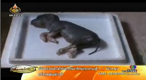 หวย เลขเด็ดงวดนี้ ลูกหมูประหลาด มีงวงเหมือนช้าง