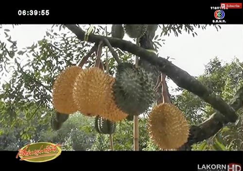 ทุเรียนสีทอง จันทบุรี 