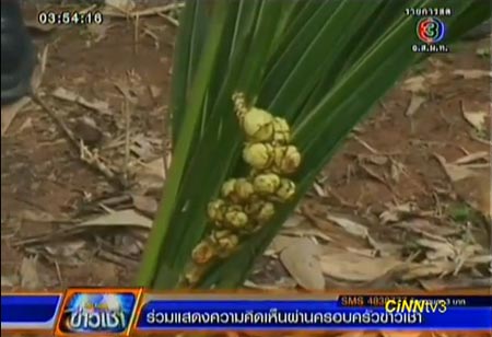 มะพร้าวประหลาด ออกลูก 19 ผล ทั้งที่เพิ่งแตกหน่อ ชาวบ้านแห่ตีเลข