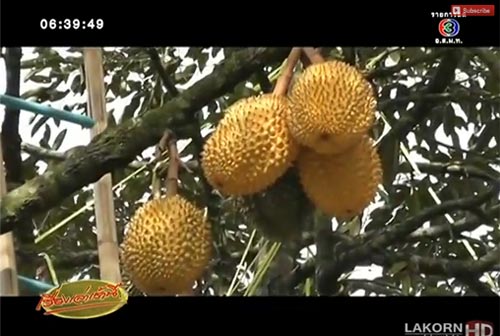 ทุเรียนสีทอง จันทบุรี 