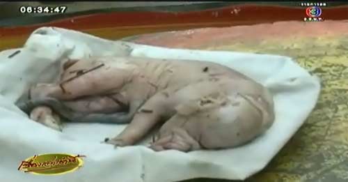ลูกหมูประหลาด 