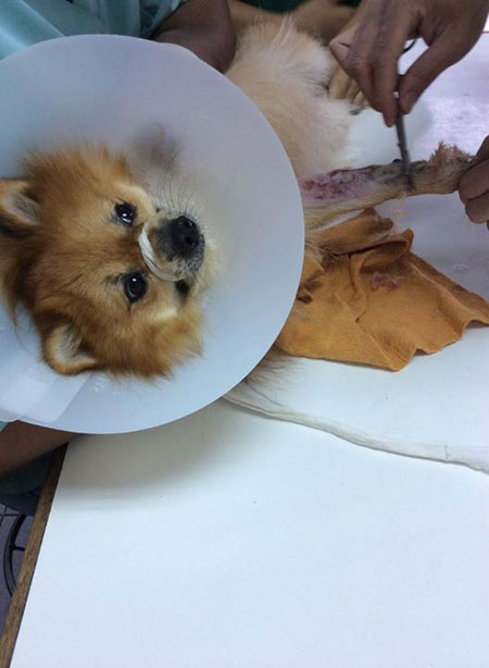 ข่าวหมาปอมฯ ดราม่าไม่จบ เจ้าของร่ายยาว ยืนยันเรื่องจริง